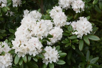 Rhododendron white blossoms is elegant and beautiful.