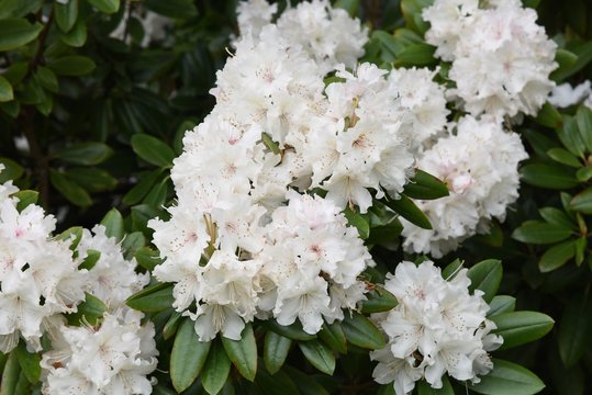Rhododendron white blossoms is elegant and beautiful.
