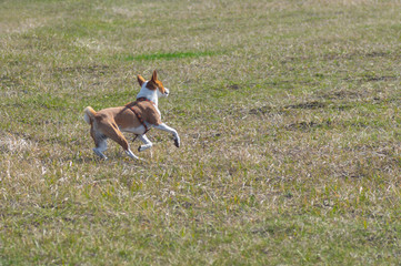 Naklejka na ściany i meble Basenji doing turn while galloping in spring fields. The dog recovered after the left hind foot fracture surgery.