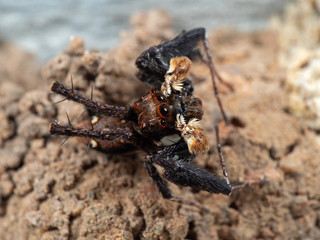 Macro Photo of Jumping Spider Isolated on The Ground
