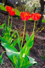Red tulips in close-up. Open and closed bud tulip. Bright tulip flowers from all sides. Flowers for the holiday of spring. Beautiful flowers