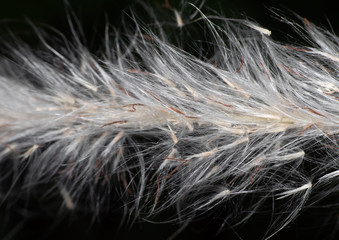 Macro Photo of Poaceae Grass Flower Isolated on Black Background