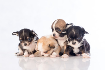 puppies on white background