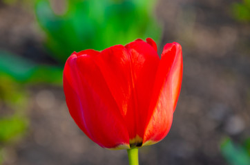 Fototapeta premium Red tulips in close-up. Open and closed bud tulip. Bright tulip flowers from all sides. Flowers for the holiday of spring. Beautiful flowers