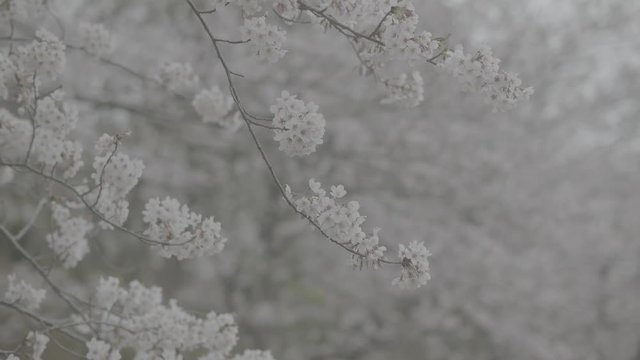 CherryBlossom（桜）_1（422/10bit/23.976fps）Log収録