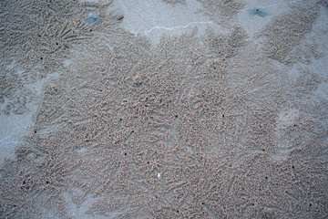 The floating groove of the habitat of Horn-eyed ghost crab or Ocypode on the white sand by the sea