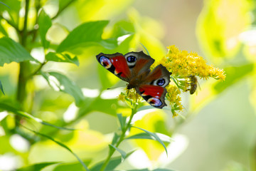 Ein Tagpfauenauge im weichem Sonnenlicht von oben 