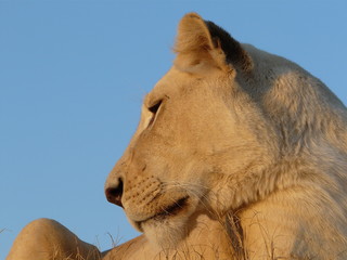 Weiße Löwin im Abendlicht