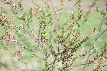 Spring blooming tree with green leaves and pink flowers . Nature background