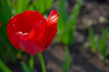 Fototapeta premium Red tulips in close-up. Open and closed bud tulip. Bright tulip flowers from all sides. Flowers for the holiday of spring. Beautiful flowers