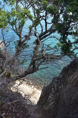 Steep cliff under native pohutukawa tree into green water of Whangarei Harbour near Bushby Head.