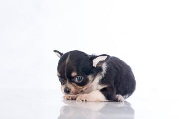 puppies on white background