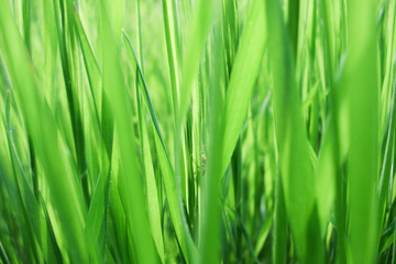 Fototapeta na wymiar Green grass in the spring, closeup.
