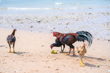 Hen and Rooster and chicks Walking on the beach