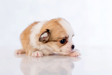 puppies on white background