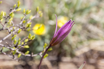 blooming snowdrop to meet the sun