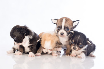 Obraz premium szczenięta na białym tle