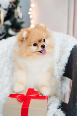 Fototapeta na wymiar Little Pomeranian dog on the sofa on Christmas tree background