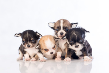 puppies on white background