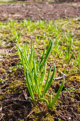 Obraz premium The first green onion in the garden