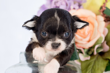Puppy in a glass bottle On the white and plastic flowers