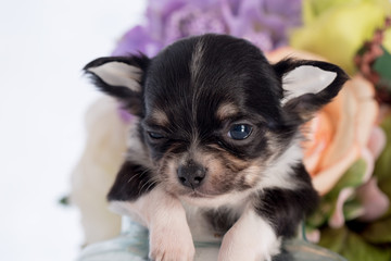 Puppy in a glass bottle On the white and plastic flowers