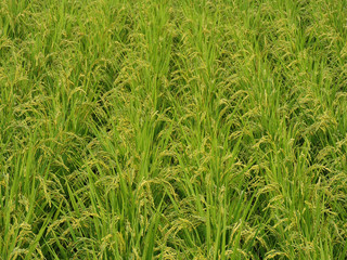 Obraz premium 田んぼの稲