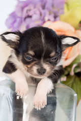Puppy in a glass bottle On the white and plastic flowers