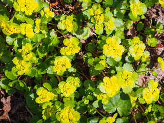 Yellow water flowers in the spring forest