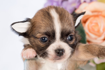 Puppy in a glass bottle On the white and plastic flowers