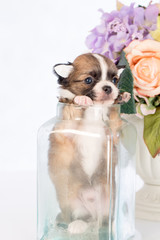 Puppy in a glass bottle On the white and plastic flowers