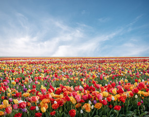 Flowers in spring park. Flower landscape. Colorful tulip flowers in spring park.