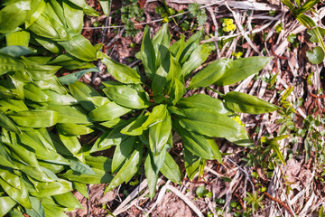 View of a large number of growing wild garlic on top