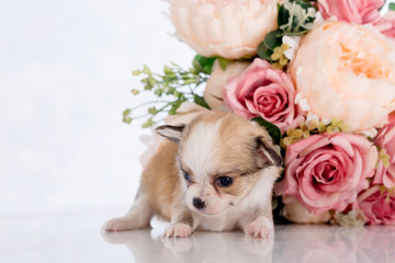 Puppy in a glass bottle On the white and plastic flowers