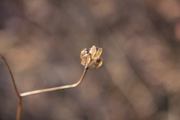 Beautiful dried flower in a natural environment. Dry flowers after winter in the open. Dry fragile flower lit by the rays of the sun.