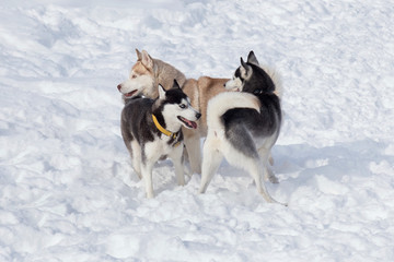 Three siberian husky are playing on a white snow in the park. Pet animals.