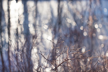 Branches of a bush without leaves in their natural environment against the background of a reservoir and glares from the sun. Background of the branches of a bush under the open sky on a clear day.