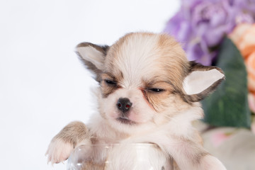 Puppy in a glass bottle On the white and plastic flowers