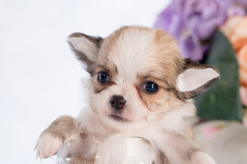 Puppy in a glass bottle On the white and plastic flowers