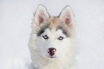 Cute siberian husky puppy is looking at the camera. Three month old. Pet animals.