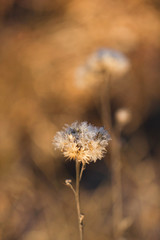 Beautiful dried flower in a natural environment. Dry flowers after winter in the open. Dry fluffy flower lit by the rays of the sun.