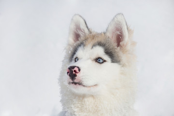 Portrait of siberian husky puppy close up. Three month old. Pet animals.