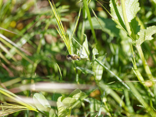Eucera longicornis - Long-horned Bee