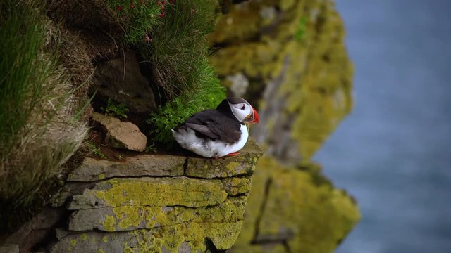Atlantic puffin also know as common puffin is species of seabird in the auk family in Iceland. Iceland, Norway, Faroe Islands, Labrador in Canada are known to be large colony of this puffin.
