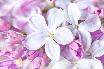 Lilac flowers in blossom, closeup image, Floral motif wallpaper	