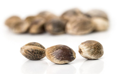 Cannabis seeds on a white background. Seeds for growing marijuana on a white background.