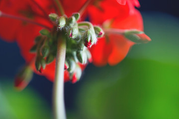 The buds of a red geranium flower on a stem are bottom view. Red buds of decorative geranium with half-blooming scarlet flowers. Houseplant geraniums with red flowers closeup.