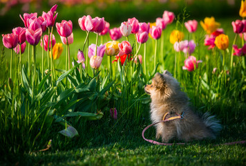Little german spitz dog smelling tulips - 265083558