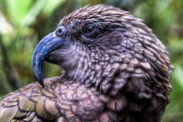 Kea - the NZ alpine parrot - closeup showing its very long pointed beak and fluffed out feathers. 