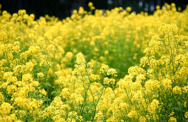 Foreground Focus Yellow Canola Flower Fields                          